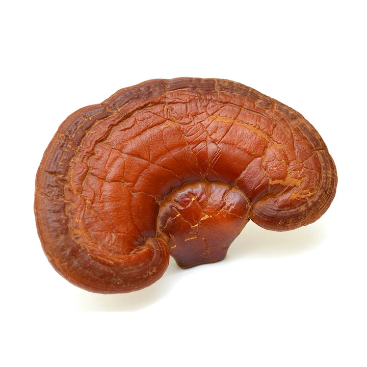 Reishi Paddenstoelen Capsules Bio